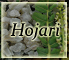 Hojari - Boswellia Sacra